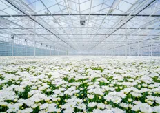 Een zee van bloemen in de prachtige nieuwe kas, vorig jaar geopend. Het berijf beslaat nu in totaal 22 hectare glas, verdeeld over 4 locaties. 